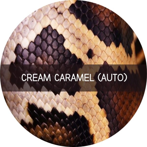 CREAM CARAMEL