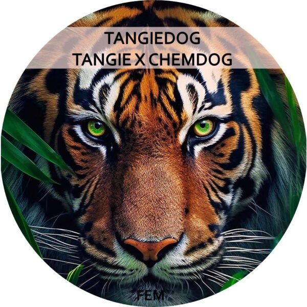 TANGIEDOG