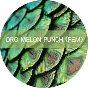 ORO MELON PUNCH