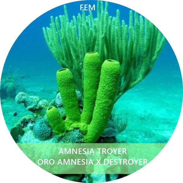 AMNESIA TROYER