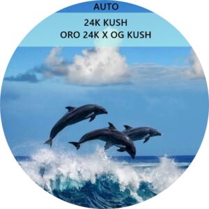 24K KUSH AUTO