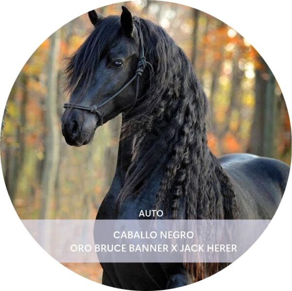 CABALLO NEGRO