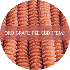ORO GRAPE PIE CBD
