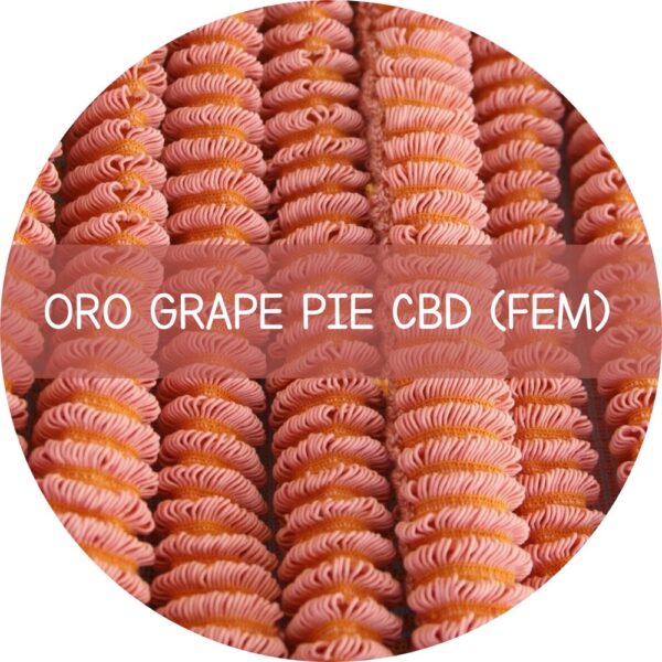 ORO GRAPE PIE CBD