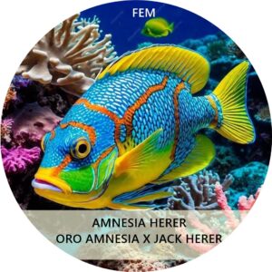 AMNESIA HERER