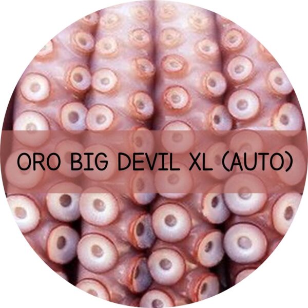 ORO BIG DEVIL XL