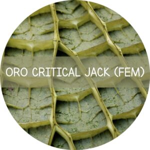 ORO CRITICAL JACK