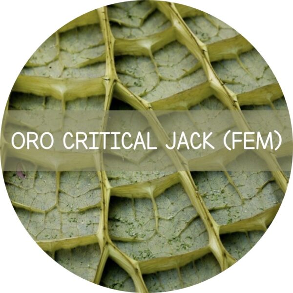 ORO CRITICAL JACK