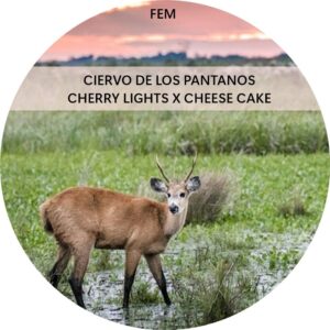 CIERVO DE LOS PANTANOS