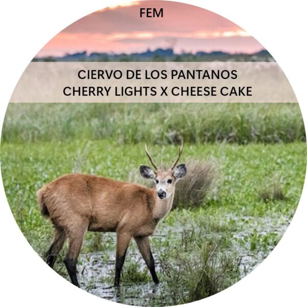 CIERVO DE LOS PANTANOS