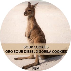 SOUR COOKIES