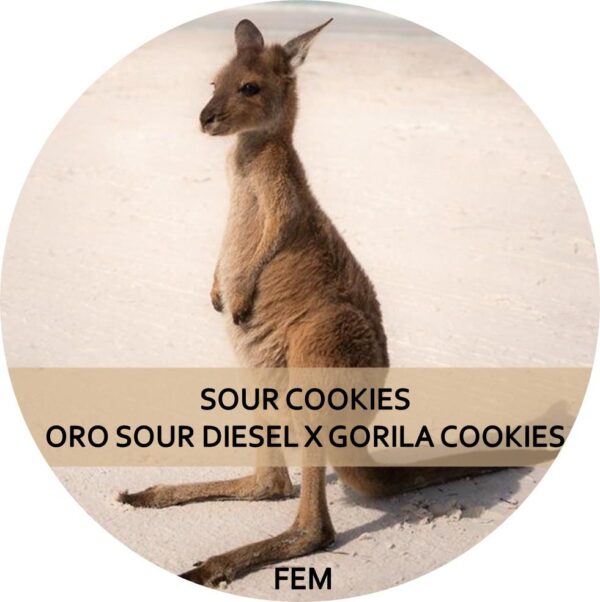 SOUR COOKIES
