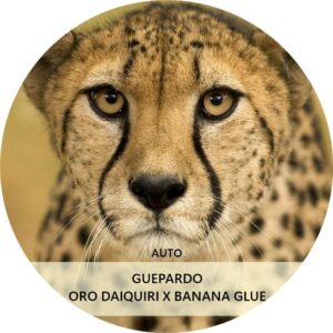 GUEPARDO