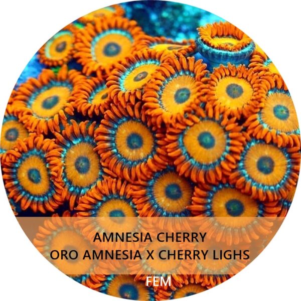 AMNESIA CHERRY
