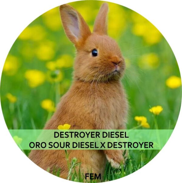 DESTROYER DIESEL