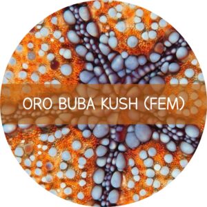 ORO BUBA KUSH