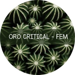 ORO CRITICAL