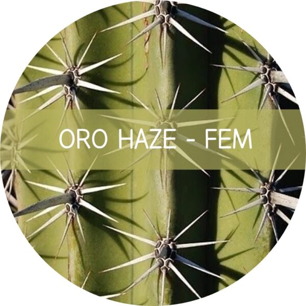 ORO HAZE