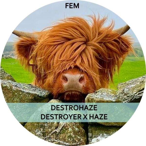 DESTROHAZE