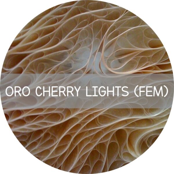 ORO CHERRY LIGHTS