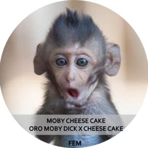 MOBY CHEESE CAKE