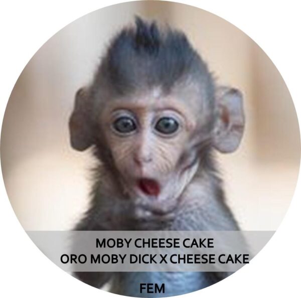 MOBY CHEESE CAKE