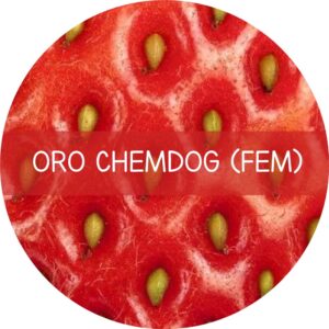 ORO CHEMDOG