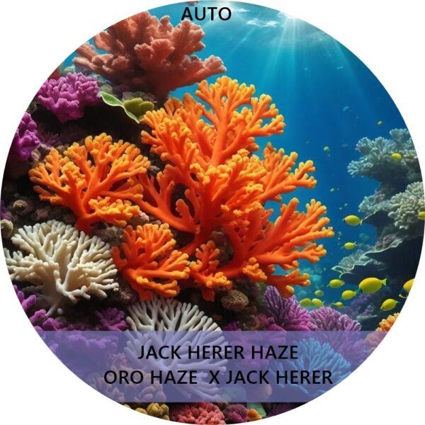 JACK HERER HAZE AUTO