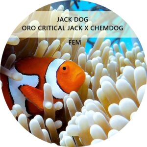 JACK DOG
