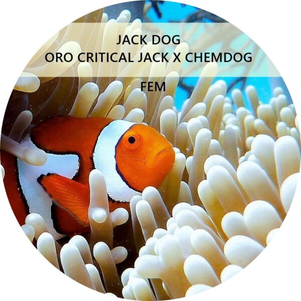 JACK DOG