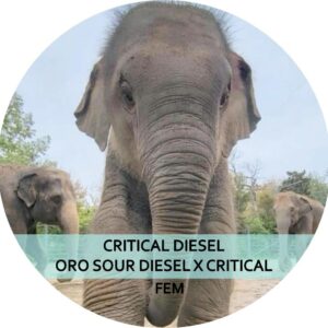 CRITICAL DIESEL