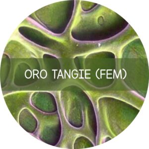 ORO TANGIE