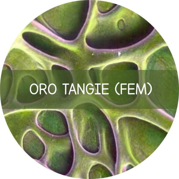 ORO TANGIE