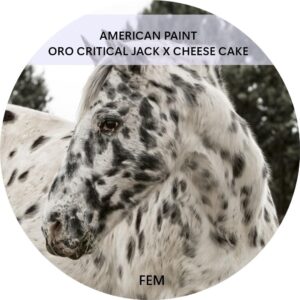 AMERICAN PAINT
