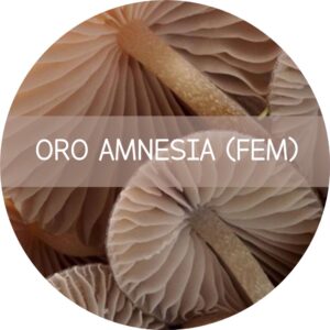 ORO AMNESIA