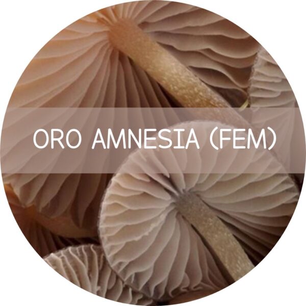 ORO AMNESIA