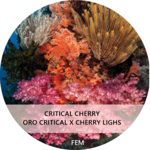CRITICAL CHERRY