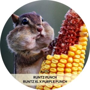 RUNTZ PUNCH