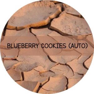 BLUEBERRY COOKIES