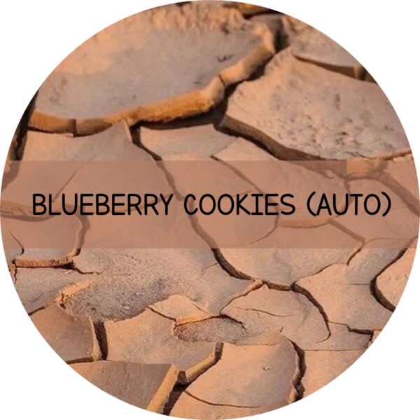 BLUEBERRY COOKIES