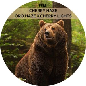 CHERRY HAZE