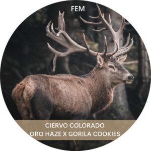 CIERVO COLORADO