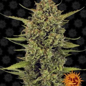 ACAPULCO GOLD