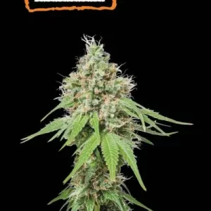 AK 420