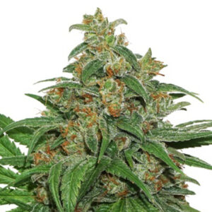 AK 420 AUTO