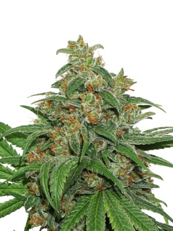 AK 420 AUTO