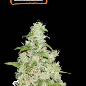 AMNESIA