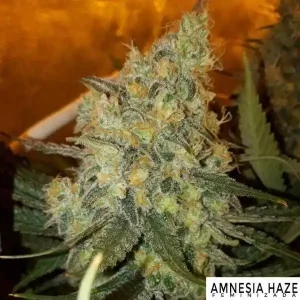 AMNESIA HAZE ADN