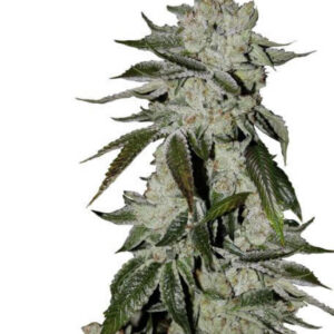 GIRL SCOUT COOKIES AUTO