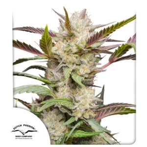 CBD MAZAR